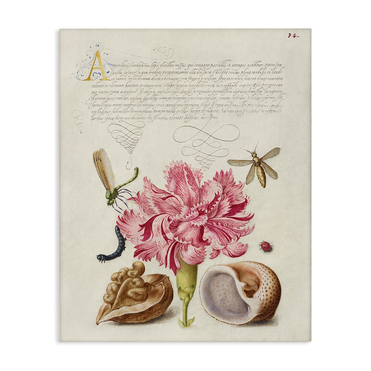 Stupell Industries Antique Flower & Snails Canvas Wall Art Design by June Erica Vess